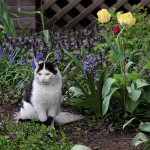 Pas de chat au potager!