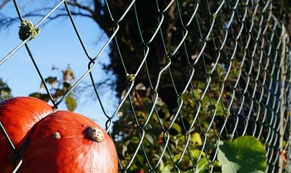 Clôture en grillage