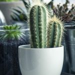 Cactus en pot