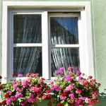 Géranium à la fenêtre