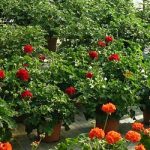 Serre fleurie dans pépinière