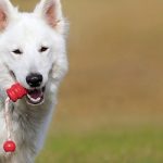 Jouer avec son chien