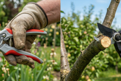 comparatif sécateur manuel vs sécateur électrique