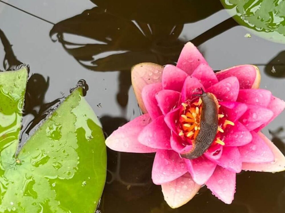 Octopousse ecopaysagiste