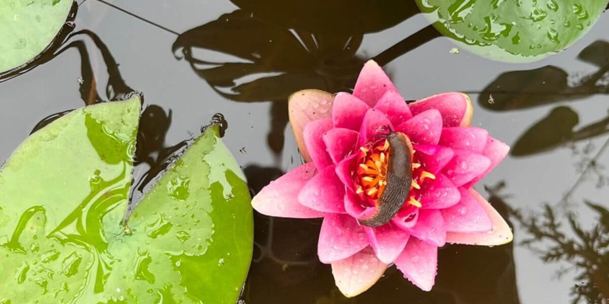 Octopousse ecopaysagiste