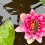 Octopousse ecopaysagiste