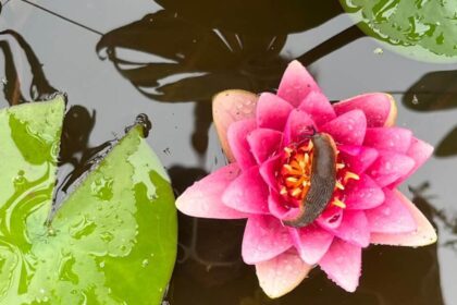 Octopousse ecopaysagiste