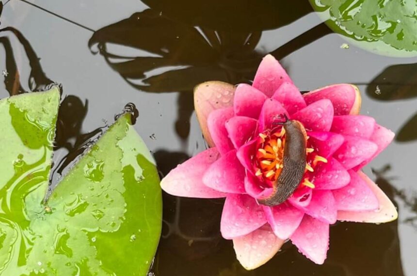 Octopousse ecopaysagiste