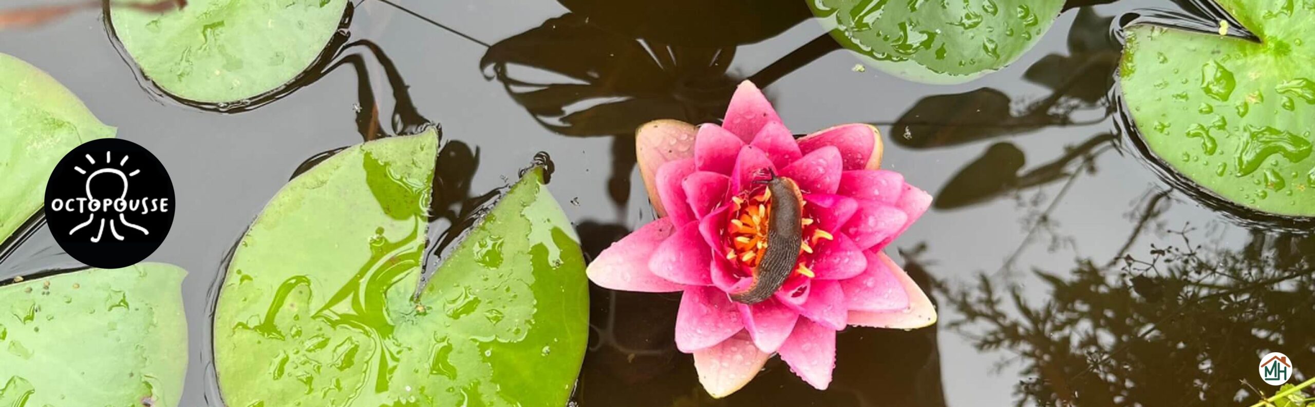 Octopousse ecopaysagiste