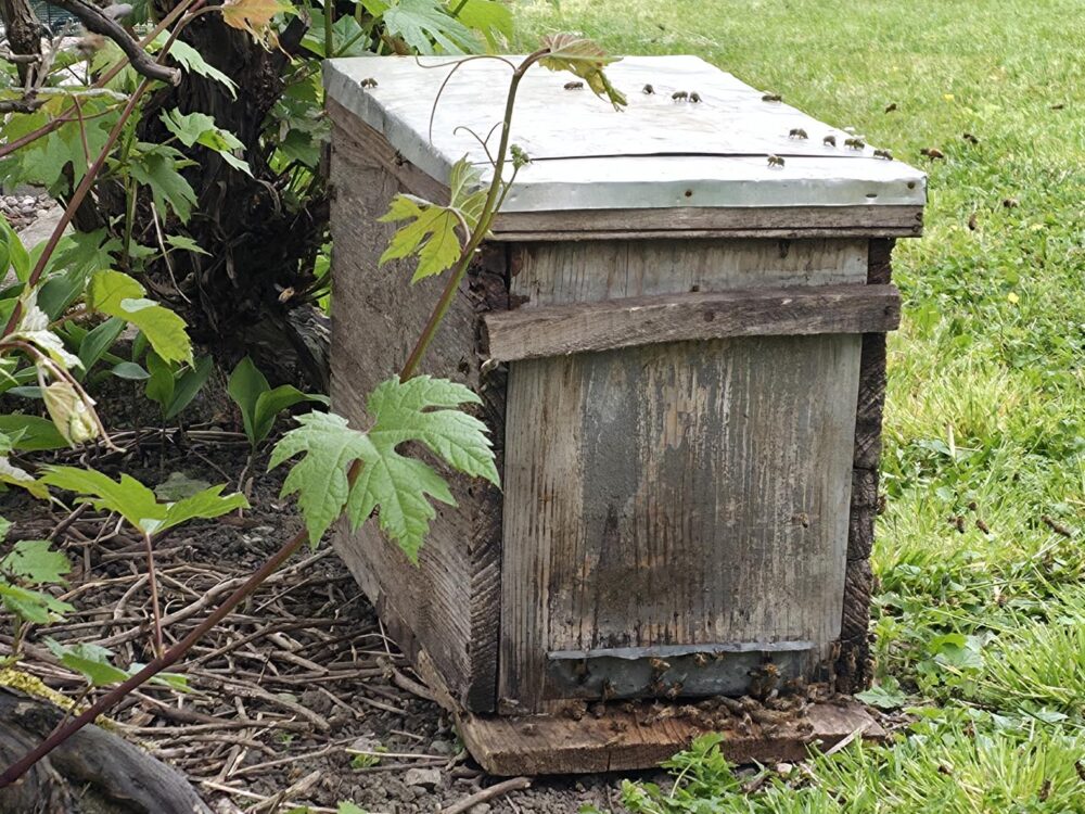 essaim abeilles