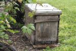 essaim abeilles