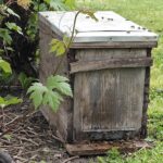 essaim abeilles