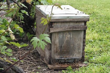 essaim abeilles