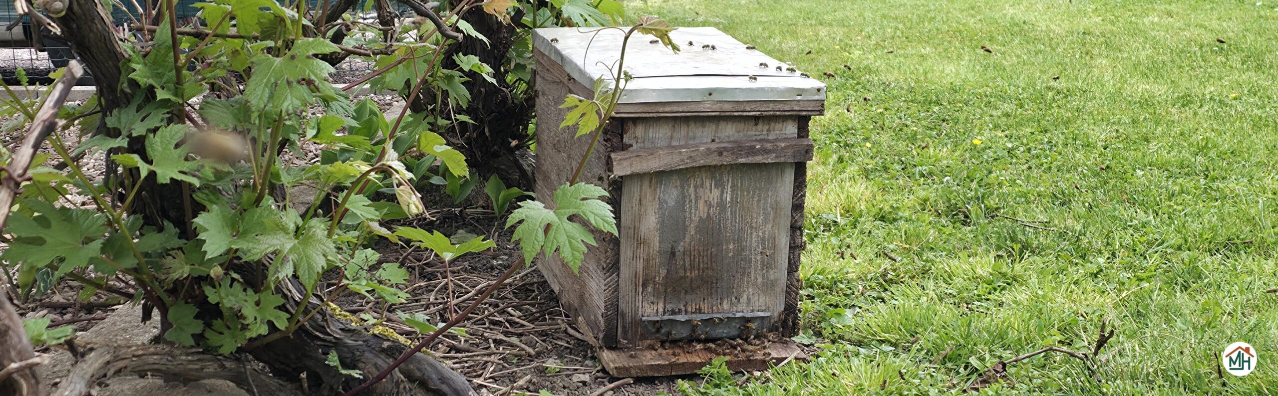 essaim abeilles