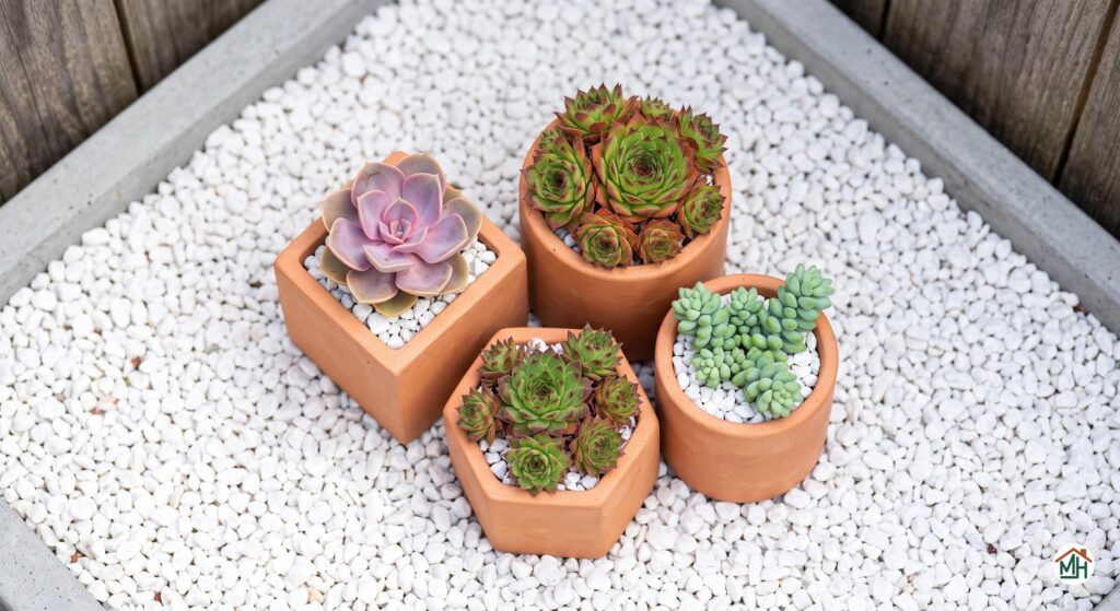 Gros plan sur des plantes succulentes résistantes pour un jardin urbain facile