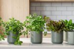 Mini potager intérieur luxuriant sur un comptoir de cuisine moderne
