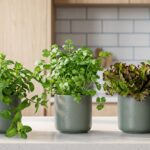 Mini potager intérieur luxuriant sur un comptoir de cuisine moderne