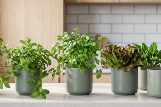Mini potager intérieur luxuriant sur un comptoir de cuisine moderne