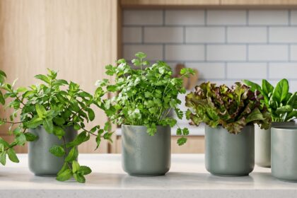 Mini potager intérieur luxuriant sur un comptoir de cuisine moderne