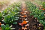 Vue d'ensemble d'un potager en automne, avec des rangées de légumes verts résistant au froid et des feuilles orangées au sol, baigné par la lumière dorée du matin.