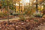 Jardin d'automne préparé pour l'hiver avec du paillage organique protecteur sous la lumière dorée