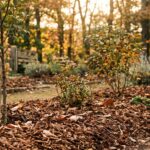 Jardin d'automne préparé pour l'hiver avec du paillage organique protecteur sous la lumière dorée